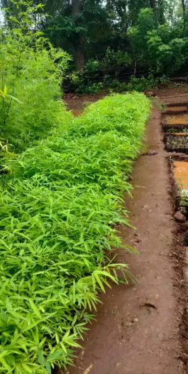 Untitled (270 × 538 px)