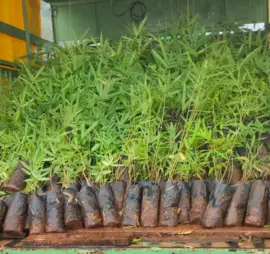 Untitled (Logo) (270 × 254 px) (1)